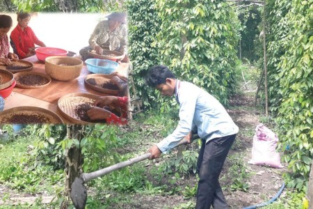 Kampot Pepper Price Crisis