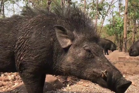 Man Killed in Wild Boar Attack