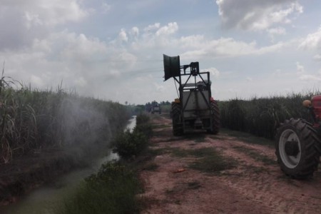 Arsonists Torch Sugarcane