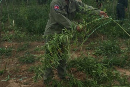 Pursat Plantation Gone to Pot