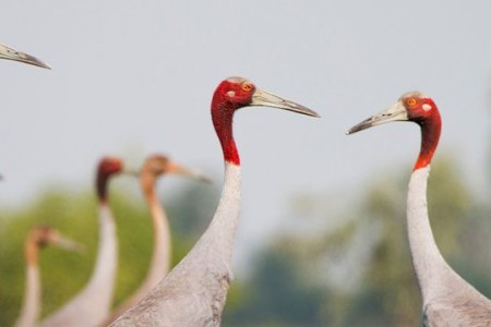 Kampot’s Crane Crisis