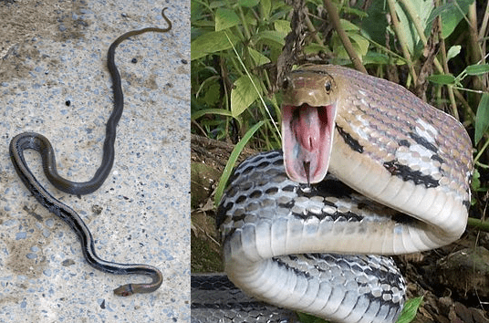 Twelve Non-Deadly Snakes of Cambodia ⋆ Cambodia News English
