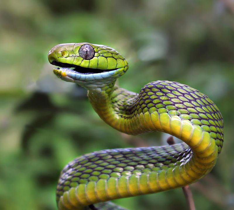 Twelve Non-Deadly Snakes of Cambodia ⋆ Community Events