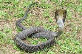 Cambodia's Deadliest Snakes Part 2 ⋆ Cambodia News English