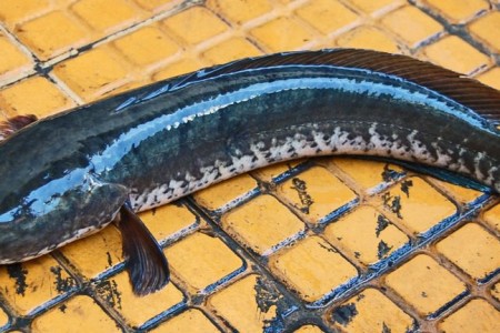 A Few Cambodian Fish Species