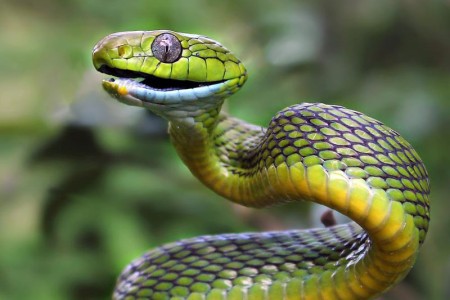 Twelve Non-Deadly Snakes of Cambodia