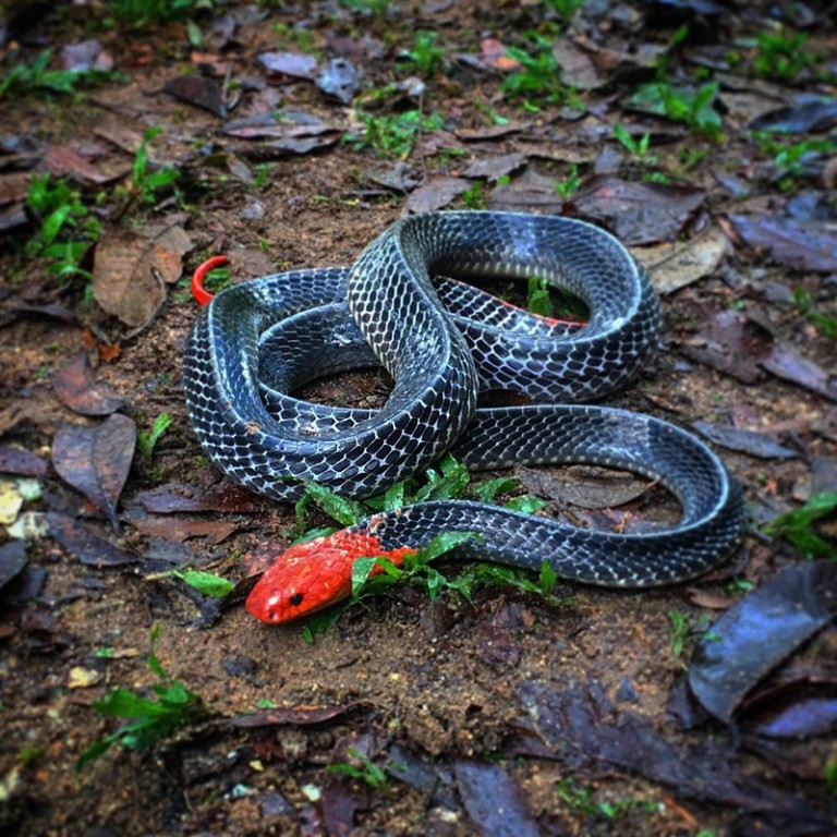 Cambodia's Deadliest Snakes Part 2 ⋆ Community Events