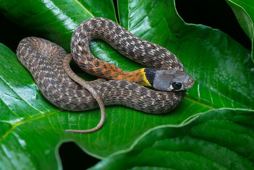 Cambodia's Deadliest Snakes Part 2 ⋆ Cambodia News English