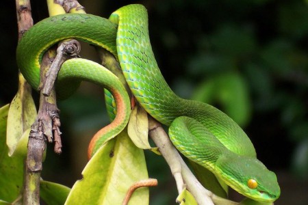 Cambodia’s Deadliest Snakes Part 2