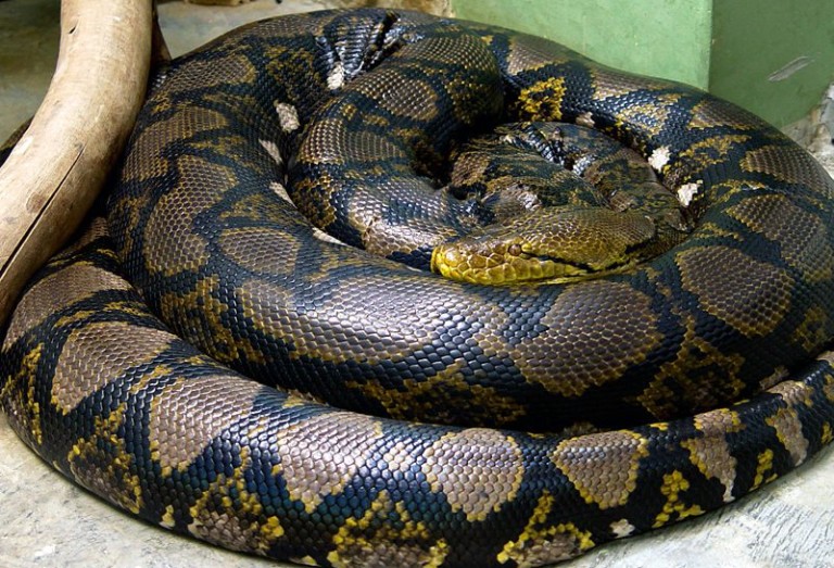 Twelve Non-Deadly Snakes Of Cambodia ⋆ Community Events