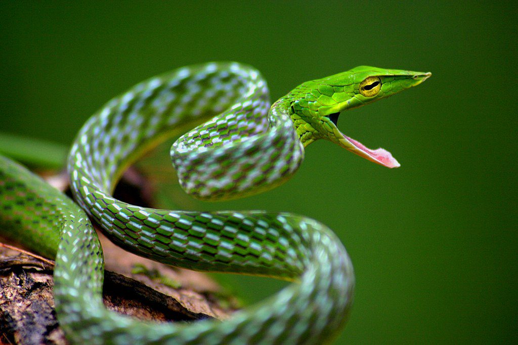 Twelve Non-Deadly Snakes Of Cambodia ⋆ Cambodia News English