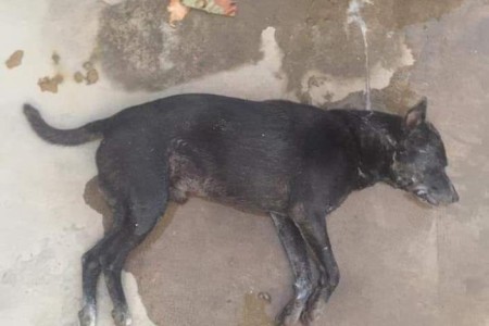 Kampot Dog Poisoning Warning