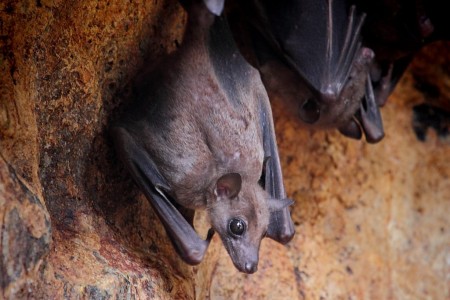 Cambodian Critters Part II- Bat Country