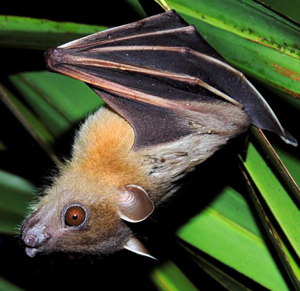 Cambodian Critters Part II- Bat Country ⋆ Cambodia News English