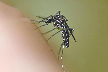 Dengue Cases 5x Higher Than 2018