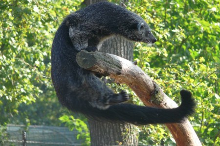 Cambodia Critters IV- The Bearcat