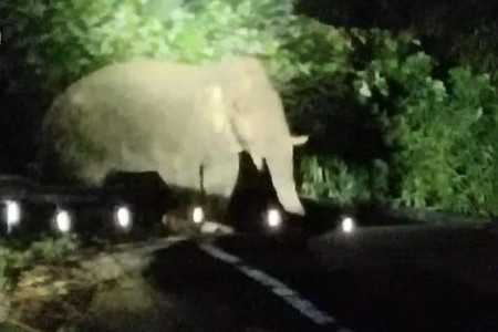 Elephant Attacks Battambang Border Post