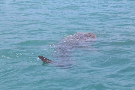 Kampot Fisherman Praised For Releasing Whale Shark