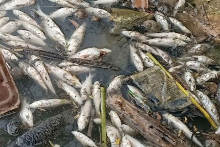 Thousands Of Fish Die In Kampot