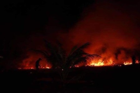 Kampot Coconut Plantation Fire