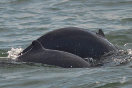 Two River Dolphin Births Recorded