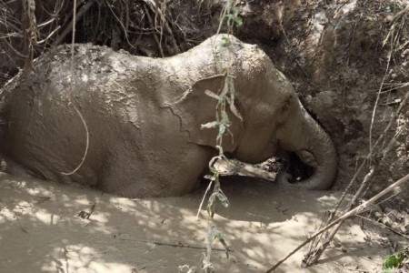 Trapped Elephant Rescued From Pit