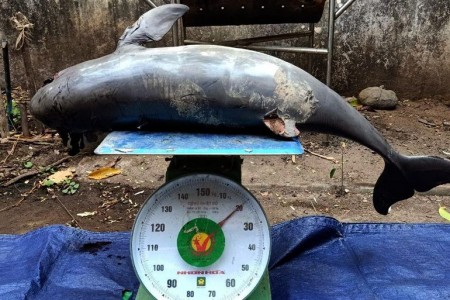 Young Dolphin Died In Kratie