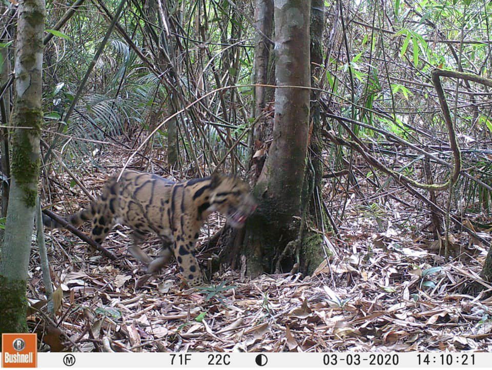 Camera Trap Images Of Virachey Wildlife ⋆ Cambodia News English