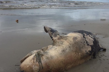 Large Marine Mammal Washes Up On Beach