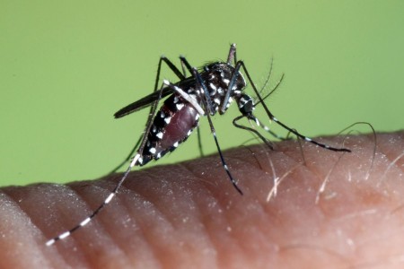 Chikungunya Virus Outbreak Reaches 1,000 Cases