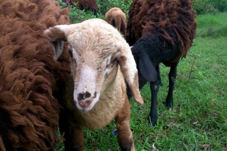 As Ewe Like It! – Kampot Sheep Farmers Bringing The Cheese