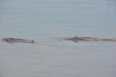 Officials Call To Save River Dolphins As Numbers Fall