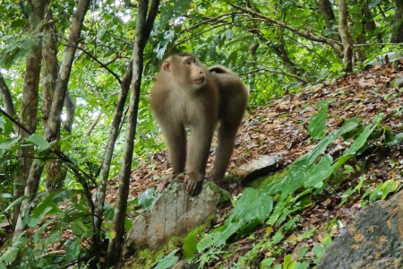 Angry Monkey Terrorizing Kandal Mountain