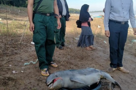 Another River Dolphin Found Dead In Tbong Khmum