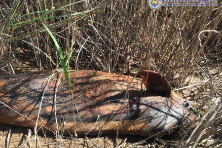 UPDATE: Dolphin Found Dead In Tbong Khmum