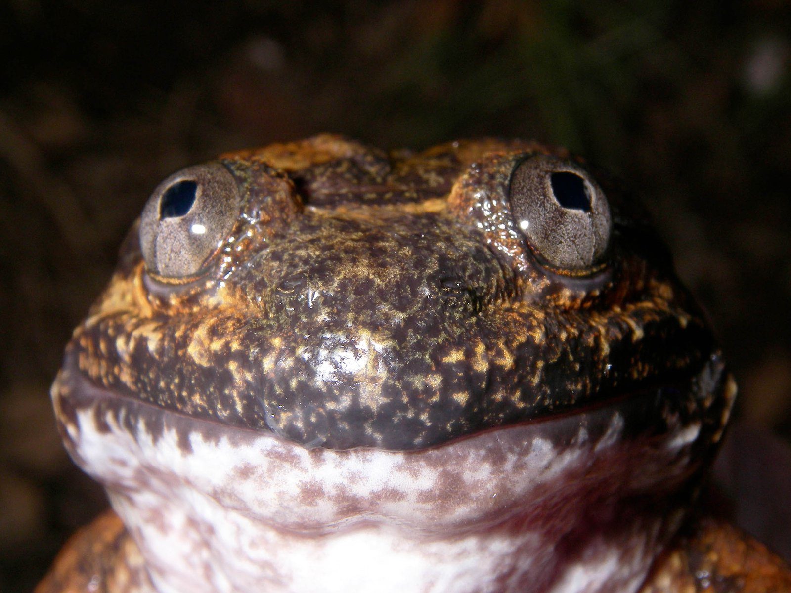 New Fanged Frog Species Discovered In Cambodia ⋆ Cambodia News English