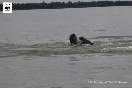 Baby Dolphin Born In Kratie