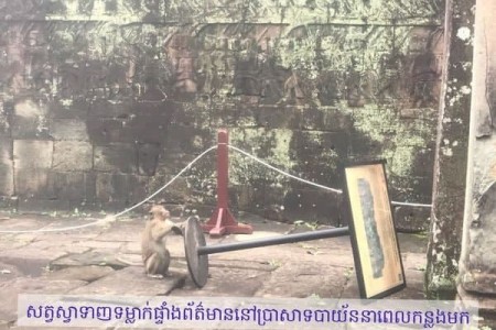 Fierce Monkeys To Be Removed From Angkor