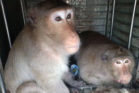 ‘No Monkeys Died’ During Bayon Capture Operation