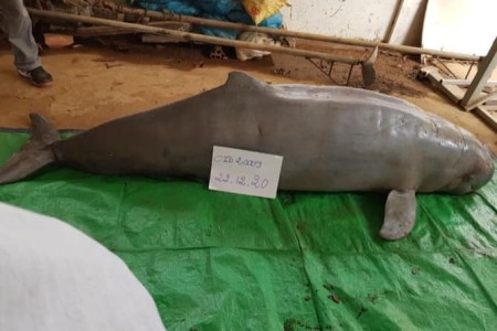 Old Dolphin Found Dead In Kratie