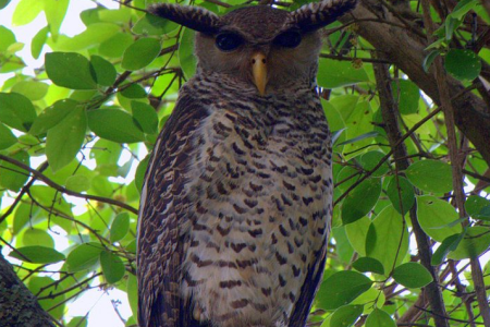 Cambodian Critters VII: Funny Named Birds