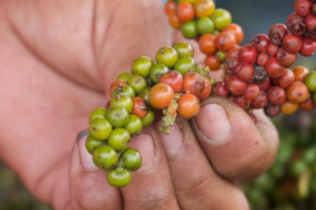 What Is Kampot Pepper, And Why Is It So Special?