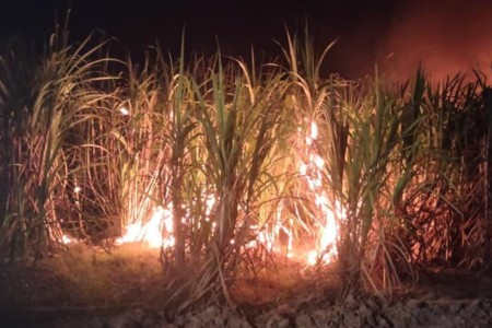 Arson Suspected In Sugarcane Farm Fire