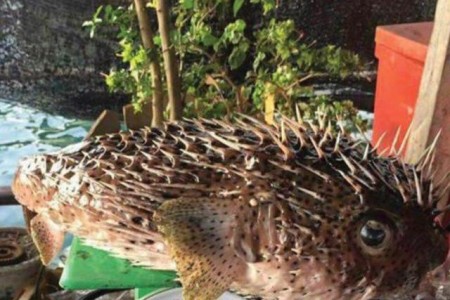 Man Dies After Eating Koh Kong Puffer Fish