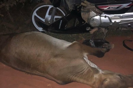 Two Cow-Related Accidents Kills Two Cows), Injures 16