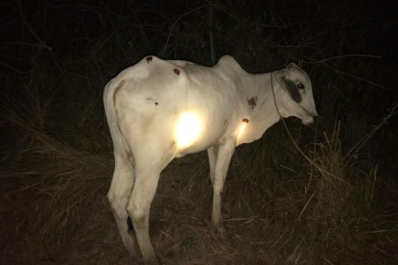 Man Dies, Cow Detained In Kampot