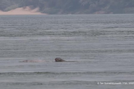 Newborn Dolphin Spotted In Stung Treng