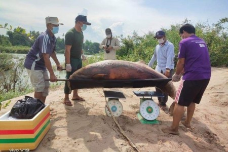 Dolphin Found Dead In Stung Treng