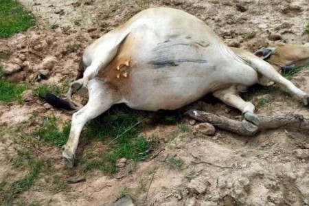 More Cow Shootings In The News- Cop Kills Cows In Preah Vihear