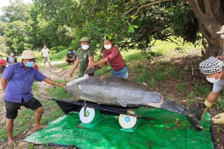 Another Dead Dolphin Found In Stung Treng